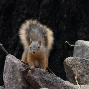 Mexican Fox Squirrel | Greenhouse Trail | Portal | AZ|2018-09-03|11-58-47