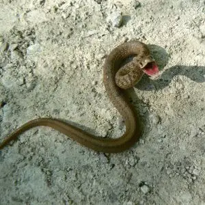 Midland brown snake