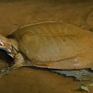 Midland Smooth Softshell Turtle (Apalone mutica mutica)