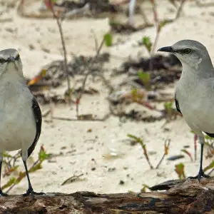Unidentified bird on the beach of Playa del Carmen (Mexico).