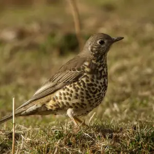 Mistle Thrush - Oukaimeden - Marocco 07_6646