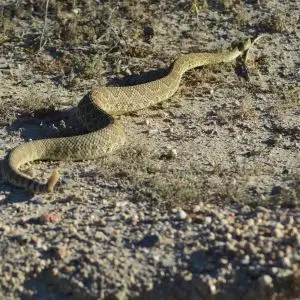 Mojave Green Rattlesnake at Kelso Dunes