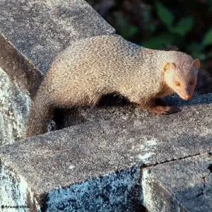 Mongoose (Herpestidae)