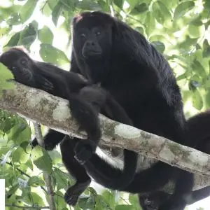 Mono Aullador Negro