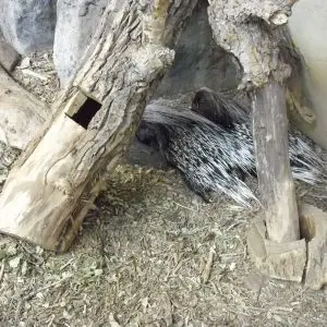 More african Crested Porcupines