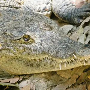Morelet's Crocodile Closeup