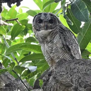 Strix ocellata is a large Owl widely distributed throughout India. Its eerie reverberating call is distinctive. Found in a derelict Mango orchard in the outskirts of Bangalore.