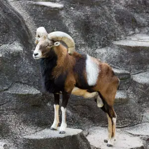 Mouflon, Tennoji Zoo