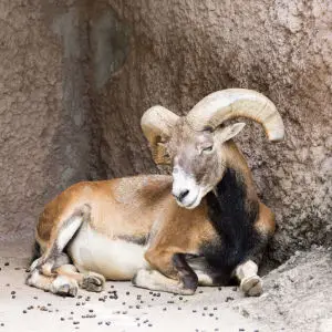 Mouflon, Tennoji Zoo
