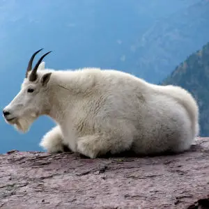 Mountain Goat - Facts, Diet, Habitat & Pictures on Mountain Goat - Facts, Diet, Habitat & Pictures on