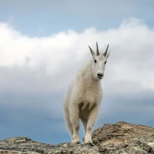 Mountain Goat - Facts, Diet, Habitat & Pictures on 