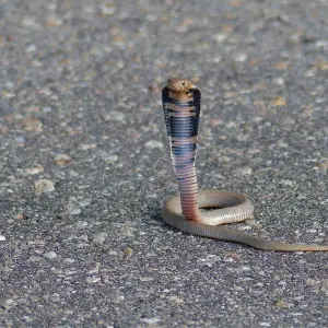 Mozambique Spitting Cobra (Naja mossambica) juvenile spreading a hood