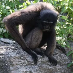 Muellers Gibbon Hylobates muelleri at Cincinnati Zoo