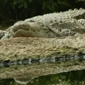 Mugger Crocodile (Crocodylus Palustris), Thrigby Hall