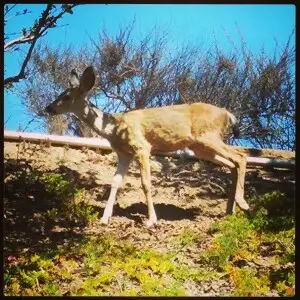 Mule deer (Odocoileus hemionus californicus) at Rancho Conejo Village in Newbury Park, California (Instagram version of photo)