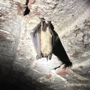 Wintering Geoffroy's bat (Myotis emarginatus) hanging from the ceiling