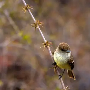 A adult Galapagos Flycatcher near Darwin Lake, Isabela, Galapagos, Ecuador.