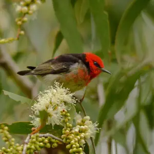 A male Scarlet Myzomela in Brisbane, Queensland, Australia.