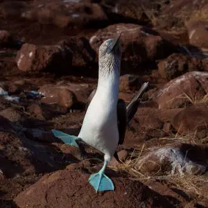 N Seymour Blue Footed Booby
