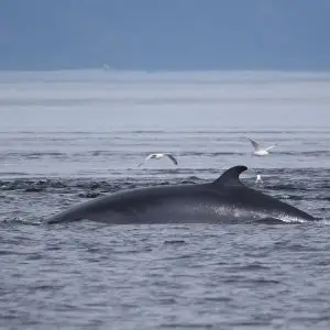 Common Minke Whale photo