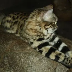 Black-Footed Cat photo