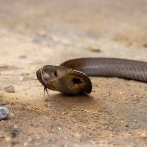 Indian Cobra photo