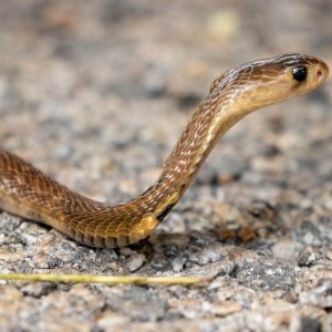Indian Cobra photo