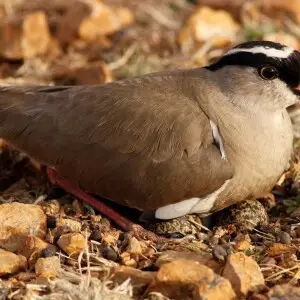 Nesting Crowned Lapwing, Vanellus coronatus at Rietvlei Nature Reserve, South Africa