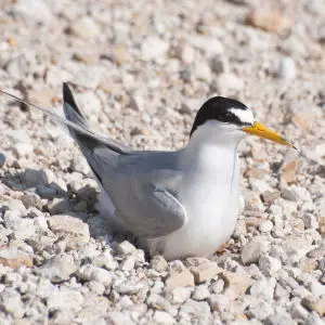 Nesting Least Tern