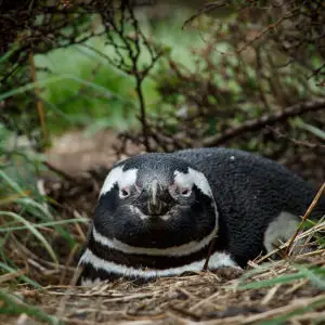 Nesting Penguin