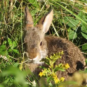 New England Cottontail - Facts, Diet, Habitat & Pictures on Animalia.bio