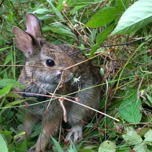 New England Cottontail - Facts, Diet, Habitat & Pictures on Animalia.bio