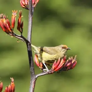 Korimako / New Zealand Bellbird, Anthornis melanura (female); wild bird, feeding on New Zealand Flax. Orange crown is flax pollen.