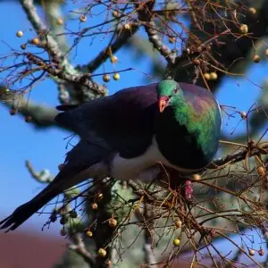 Kerer?, (Hemiphaga novaeseelandiae), Auckland, North Island, New Zealand. Feeding in a fruiting tree. Fruit in beak.