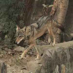 Indian Wolf photo