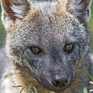 Nice close portrait or a crab eating fox
