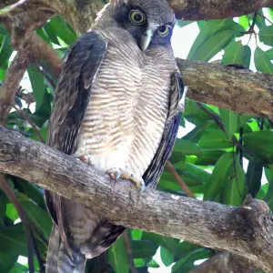 Rufous owl in a large Mango tree (Mangifera indica) on the esplanade at Cairns, north Queensland