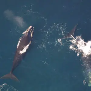 North Atlantic Right Whale