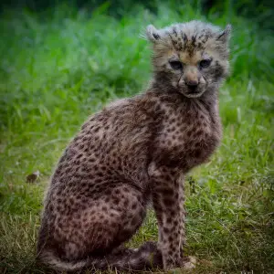 Northwest African cheetah - Facts, Diet, Habitat & Pictures on Animalia.bio