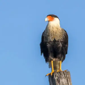 Crested Caracara - Facts, Diet, Habitat & Pictures on Animalia.bio