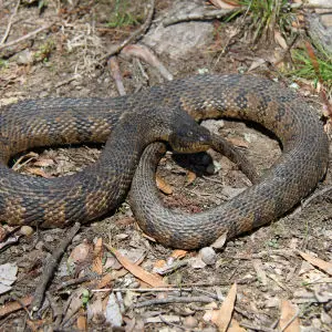 Northern Diamondback Water Snake (Nerodia rhombifer rhombifer)