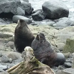 Northern Fur Seal 2012-06-08 (2)