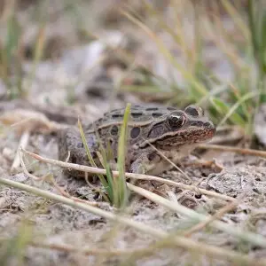 Northern leopard frogs are an important food source for many marsh birds here on the refuge.  The frogs hibernate through the winter in the bottom of the Bear River or other source of oxygenated water.  These frogs require oxygen through hibernation, so t