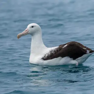 Northern Royal Albatross - Kaikorua - New ZealandFJ0A3014