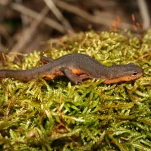 An eft of a central newt from (Notophthalmus viridescens louisianensis) Iowa.