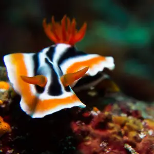 500px provided description: Nudibranch Chromodoris Magnifica [#portrait ,#macro ,#animals ,#animal ,#wildlife ,#colorful ,#underwater ,#philippines ,#nudibranch ,#diving ,#dive ,#marine ,#marine life ,#undersea ,#scuba ,#sealife ,#scuba diving ,#marinelif