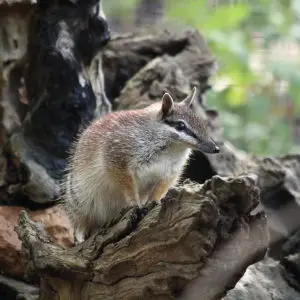 Numbat