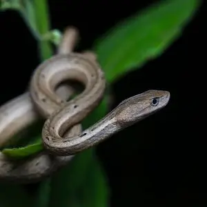 Common Mock Viper photo