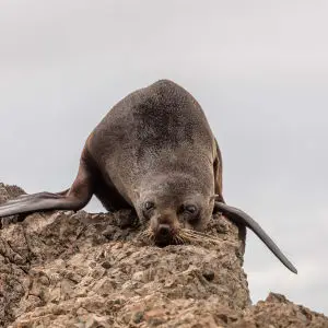NZ Fur Seals, Cape Palliser Seal Colony