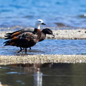 A pair of Paradise Shelducks, male and female, at Lake Hayes, New Zealand
